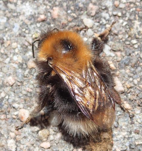 Bombus hypnorum